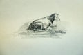 A cow lying on a meadow is painted with graphite pencil on white paper; there are chiaroscuros