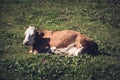 Cow lying on meadow