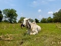 A cow lying in the middle of a field. Royalty Free Stock Photo