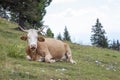 Cow lying on mountains pasture Royalty Free Stock Photo