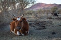 Cow lying in a pasture in the Mongolian steppe. Nature.