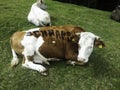 Cow lying in a pasture, the word `Schnaps` is painted on its back Royalty Free Stock Photo