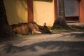 A cow is lying on the road in the dust near a stone fence. Royalty Free Stock Photo