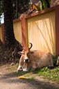 A cow is lying on the road in the dust near a stone fence. Royalty Free Stock Photo