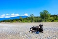 A cow lying on the sand against the backdrop of mountains and forests, summer sunny day Royalty Free Stock Photo