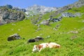 Cow lying on slopes in Alps. Summer Alpine landscape. Cows Alps. Hilly landscape with green pastures, rocks and mountains in Royalty Free Stock Photo