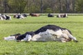 Cow lying stretched out, happy relaxing or sleeping showing belly and udder, lying for dead in the middle of a green meadow Royalty Free Stock Photo