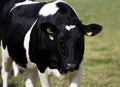 Cow in the maddow Royalty Free Stock Photo