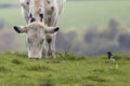 Cow and Magpie sharing the grass Royalty Free Stock Photo
