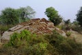 Cow manure drying on an exposed rock