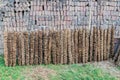 Cow manure on sticks drying in the sun in Banglade