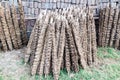 Cow manure on sticks drying in the sun in Banglade