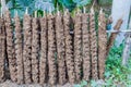 Cow manure on sticks drying in the sun in Banglade