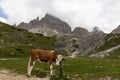 Cow massaging itself against a hiking signpost in the Italian Alps, Italy near Tre Cime di Lavaredo Royalty Free Stock Photo