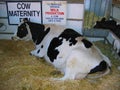 Cow Maternity Barn, Los Angeles County Fair, Fairplex, Pomona, California