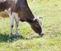 Cow on meadow eating grass Royalty Free Stock Photo