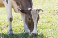 Cow on meadow eating grass Royalty Free Stock Photo