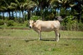 Cow on meadow