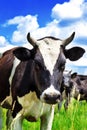 Cow in the meadow Royalty Free Stock Photo