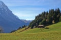 Cow and meadow