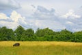 Cow on a meadow Royalty Free Stock Photo