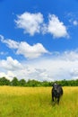 Cow on a meadow Royalty Free Stock Photo