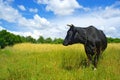 Cow on a meadow Royalty Free Stock Photo