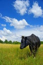Cow on a meadow Royalty Free Stock Photo