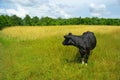Cow on a meadow Royalty Free Stock Photo