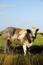 Cow meadow austria Royalty Free Stock Photo