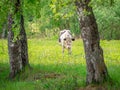 Cow in a meadow among the birches. Royalty Free Stock Photo