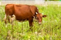 Cow in the meadow. Brown big cow grazes in the meadow at the farm Royalty Free Stock Photo