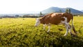 Cow at the meadow in countriside Royalty Free Stock Photo