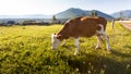 Cow at the meadow in countriside Royalty Free Stock Photo