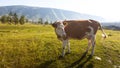 Cow at the meadow in countriside Royalty Free Stock Photo
