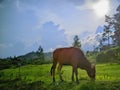 a cow in the meadow cowherd