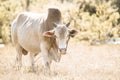 Cow in the meadow, eating grass in the meadow Royalty Free Stock Photo