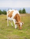 Cow in meadow eating grass Royalty Free Stock Photo