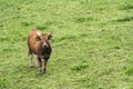 Cow in a meadow Royalty Free Stock Photo