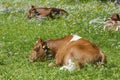 Cow in meadow Royalty Free Stock Photo