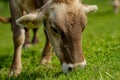 Cow in the meadow in the mountains. Brown cow on a green pasture. Cows herd in a green field. Alpine meadow with cows Royalty Free Stock Photo