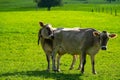 Cow in the meadow in the mountains. Brown cow on a green pasture. Cows herd in a green field. Alpine meadow with cows Royalty Free Stock Photo