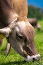 Cow in the meadow in the mountains. Brown cow on a green pasture. Cows herd in a green field. Alpine meadow with cows Royalty Free Stock Photo