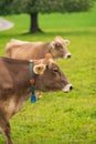 Cow in the meadow in the mountains. Brown cow on a green pasture. Cows herd in a green field. Alpine meadow with cows Royalty Free Stock Photo