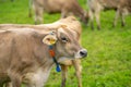 Cow in the meadow in the mountains. Brown cow on a green pasture. Cows herd in a green field. Alpine meadow with cows Royalty Free Stock Photo