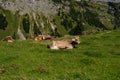 Cow in the meadow in the mountains. Brown cow on a green pasture. Cows herd in a green field. Alpine meadow with cows Royalty Free Stock Photo