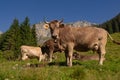 Cow in the meadow in the mountains. Brown cow on a green pasture. Cows herd in a green field. Alpine meadow with cows Royalty Free Stock Photo