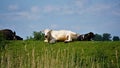 Cow in the meadow outside on the land with the farmer in the field. Provide food for milk and dairy products and meat industry.