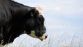 Cow in the meadow outside on the land with the farmer in the field. Provide food for milk and dairy products and meat industry. Royalty Free Stock Photo