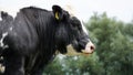 Cow in the meadow outside on the land with the farmer in the field. Provide food for milk and dairy products and meat industry. Royalty Free Stock Photo